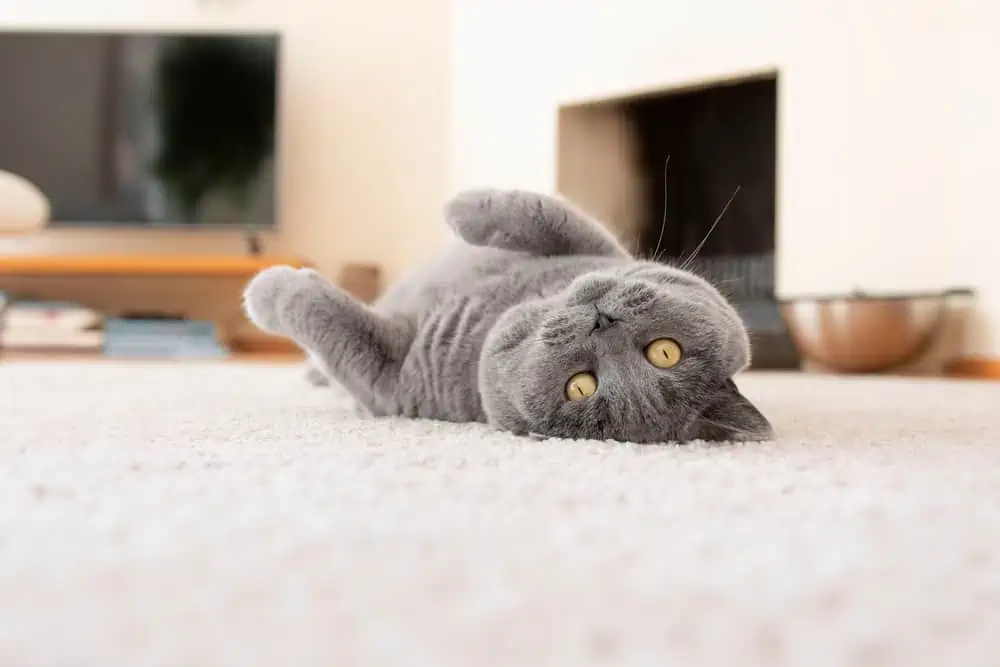 Reasons Why Cats Roll Around 