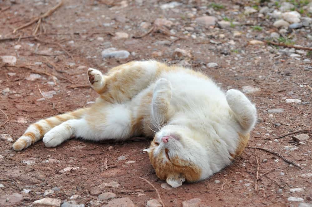 Why Do Cats Roll Around ilifeguides