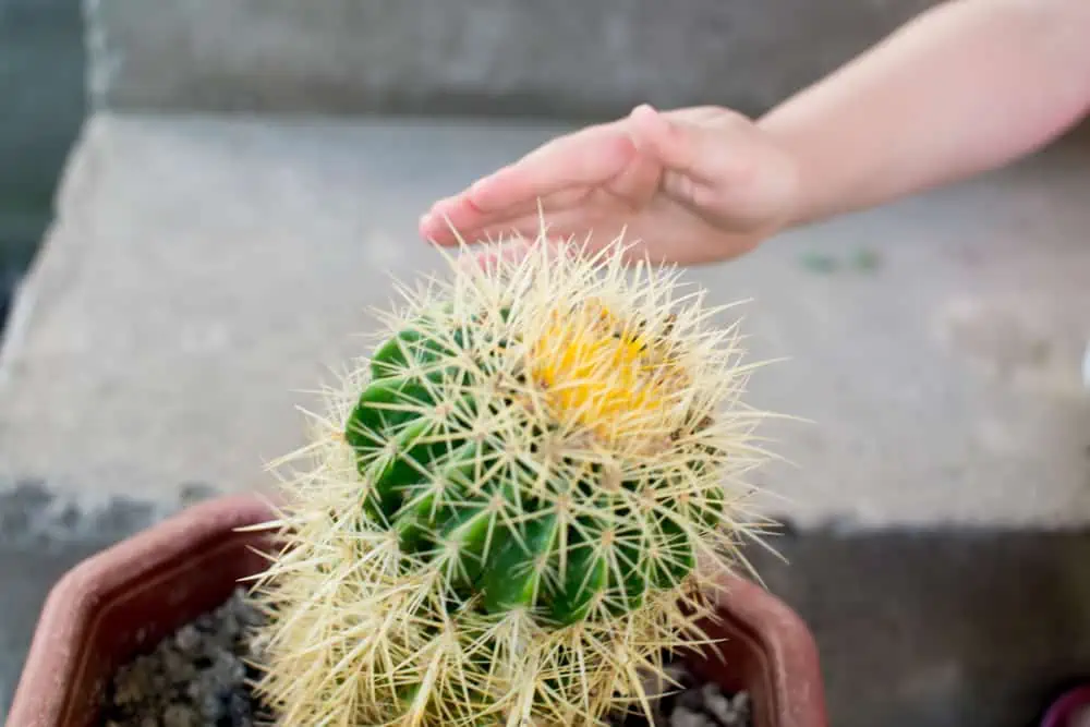 Why Is My Cactus Turning Yellow ilifeguides