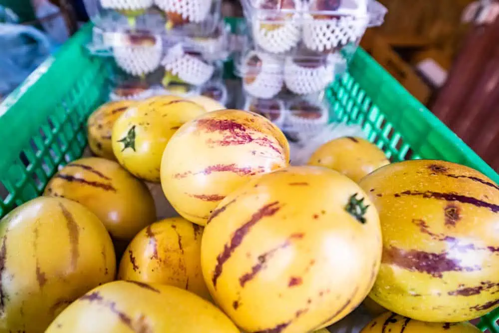 What Is Pepino Melon