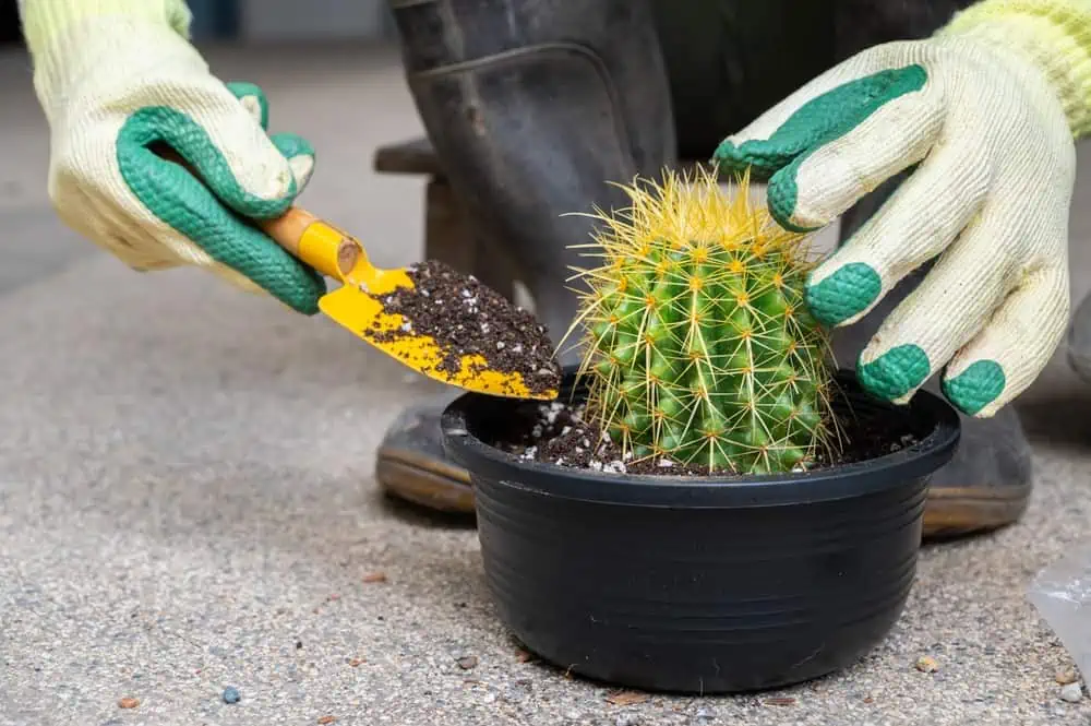 Why Is My Cactus Turning Yellow