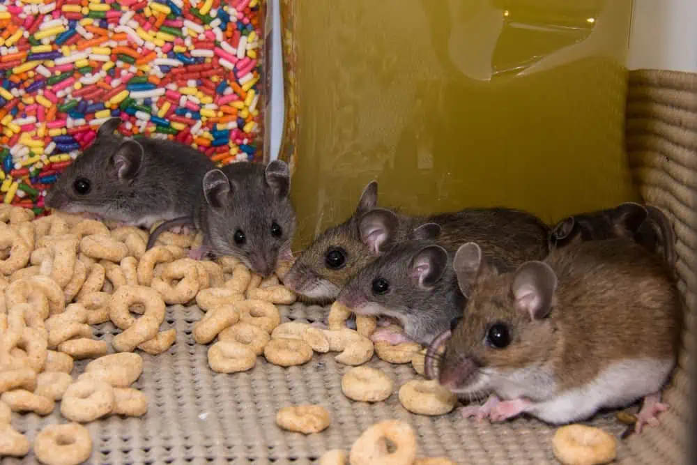 Reasons Mice Make Squeaky Noise
