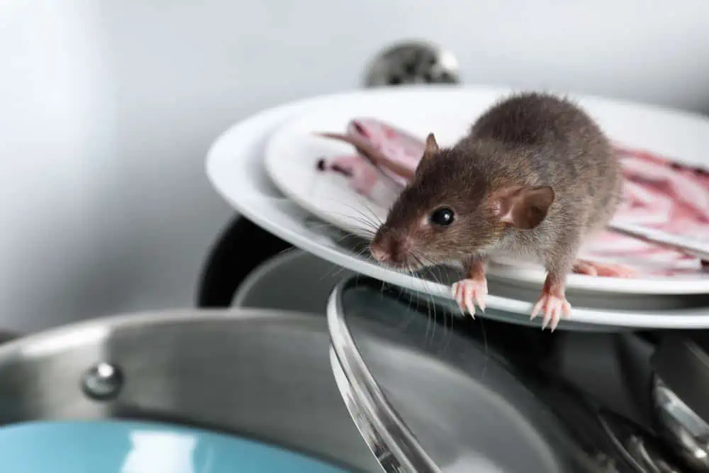 Why Do Mice Squeak ilifeguides
