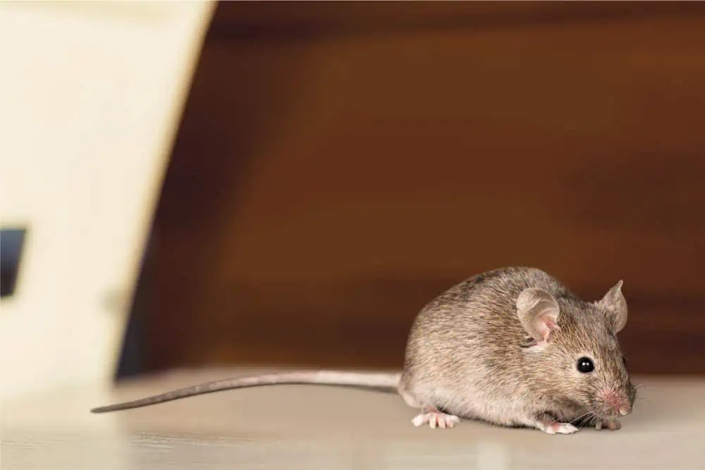 Why Do Mice Squeak ilifeguides