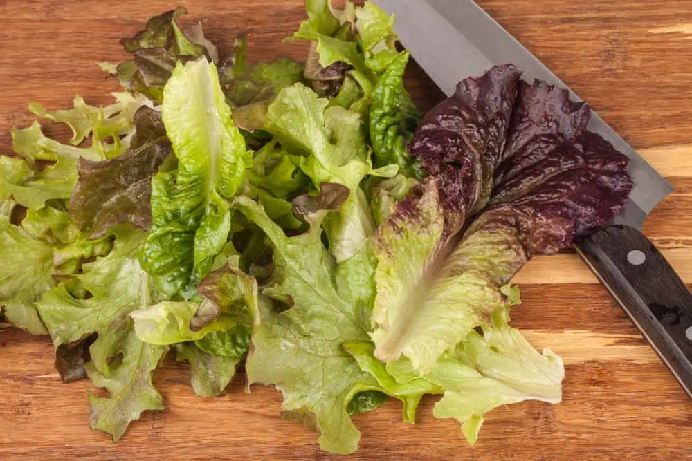 Why Does Lettuce Turn Red ilifeguides