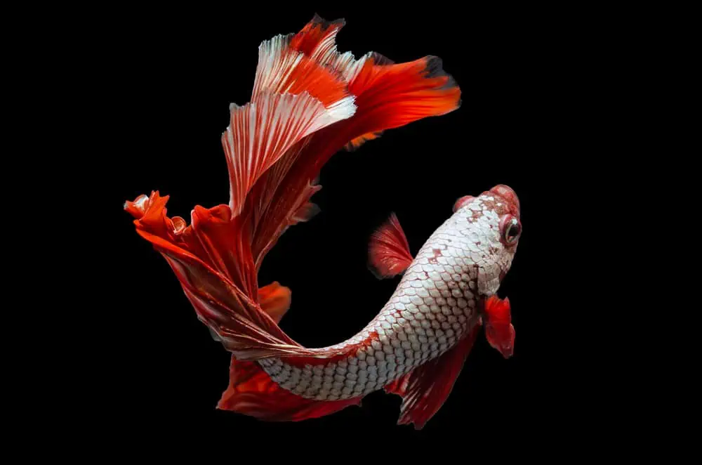 Reasons Your Betta Fish Is Inactive