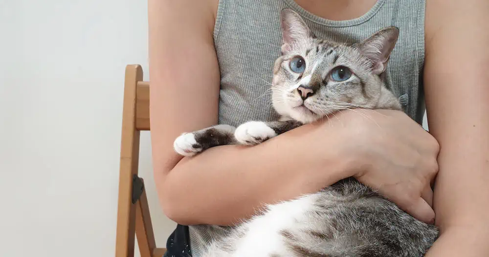 Reasons Your Cat Unexpectedly Become Clingy