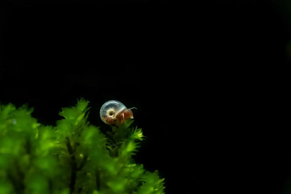 Reasons Your Snail Is Buoyant
