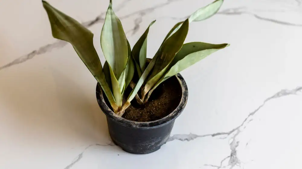 Reasons Your Snake Plant Is Slumping