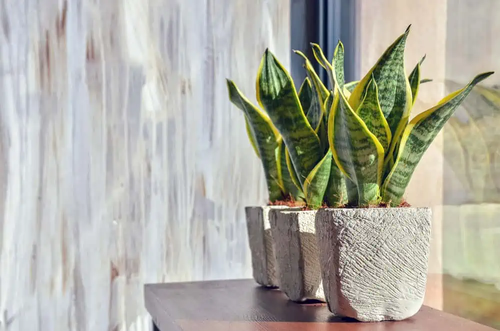 Reasons Your Snake Plant Is Changing Color To Yellow