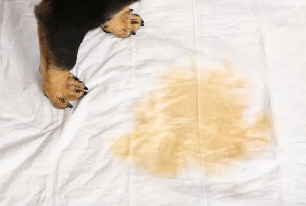 Reasons Your Dog Urinate On The Bed