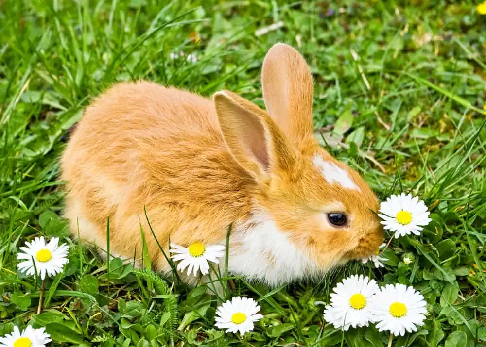 Reasons Your Bunny Is Trembling