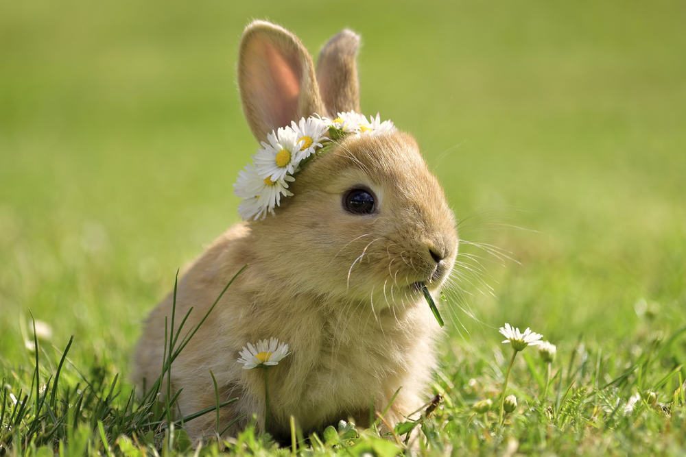 Why Is My Bunny Shaking ilifeguides Why Is My Bunny Shaking ilifeguides